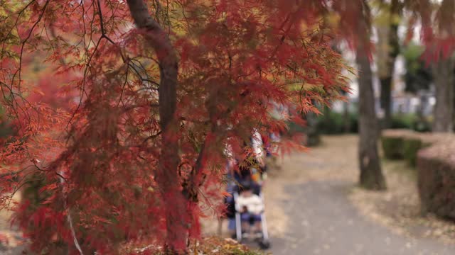 年轻的妈妈和她的孩子们在公园里看红色的秋叶视频素材