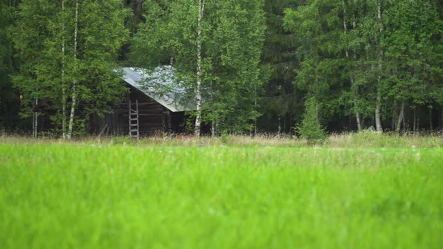 从草地上看树林里的一间旧小屋视频素材