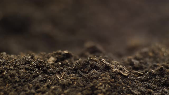 从种子中生长植物的时间流逝，新鲜的绿色西洋菜沙拉发芽的时间流逝。自然春天的季节。园艺农业食品。视频素材