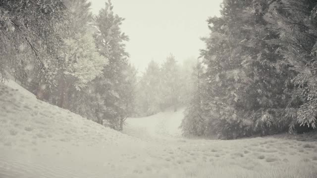 冬天的森林里飘着雪花，温柔可爱的圣诞节早晨飘着雪花。冬天的风景。白雪覆盖着树木和小径。雾。超逼真的3d无缝循环动画视频素材