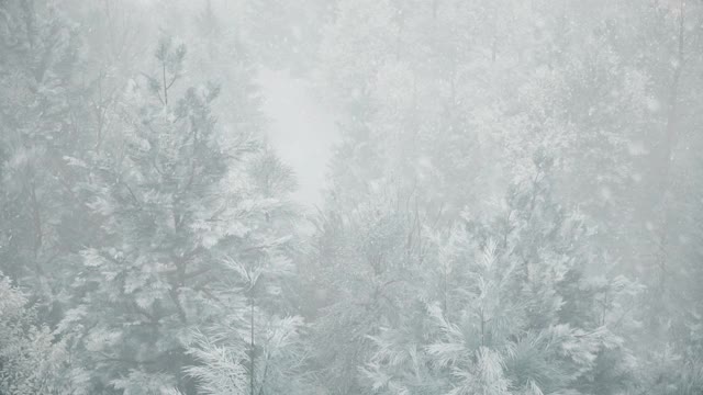 冬天的森林里飘着雪花，温柔可爱的圣诞节早晨飘着雪花。冬天的风景。圣诞节的背景。冰雪覆盖的树木。雾。超逼真的3d无缝循环动画视频素材