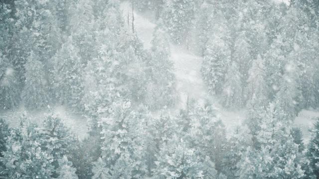 冬天的森林里飘着雪花，圣诞节的早晨飘着温柔可爱的雪花。冬天的风景。圣诞节的背景。冰雪覆盖的树木。雾。超逼真的3d无缝循环动画视频素材