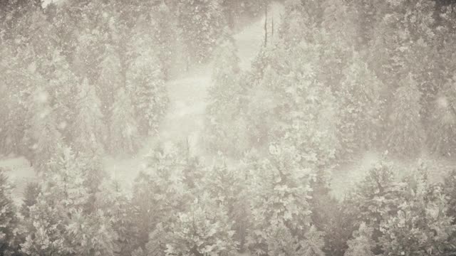 冬天的森林里飘着雪花，温柔可爱的圣诞节早晨飘着雪花。冬天的风景。圣诞节的背景。冰雪覆盖的树木。雾。超逼真的3d无缝循环动画视频素材