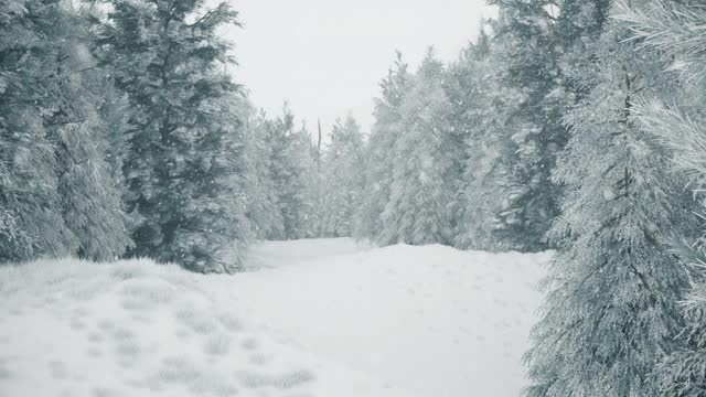 冬天的森林里飘着雪花，温柔可爱的圣诞节早晨飘着雪花。冬天的风景。圣诞节的背景。冰雪覆盖的树木。雾。超逼真的3d无缝循环动画视频素材