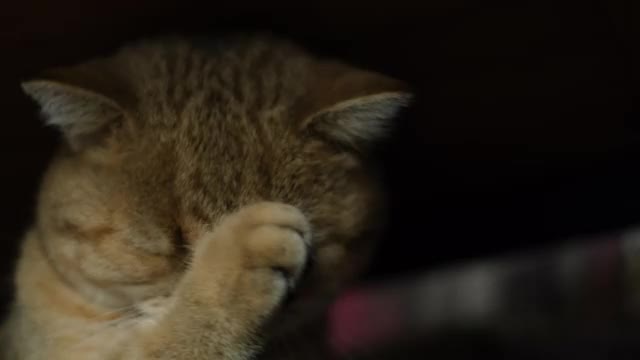 4K:昏昏欲睡的苏格兰折耳猫视频素材