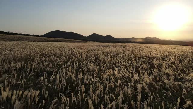 银色草地与夕阳背景/济州岛，韩国视频素材