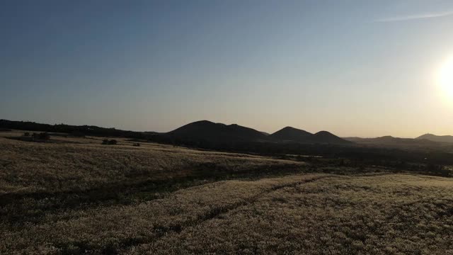 银色草地与夕阳背景/济州岛，韩国视频素材