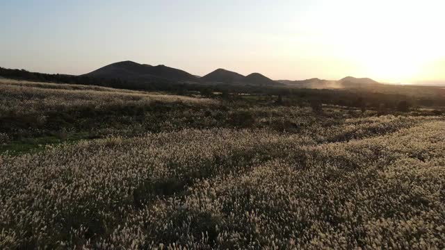 银色草地与夕阳背景/济州岛，韩国视频素材