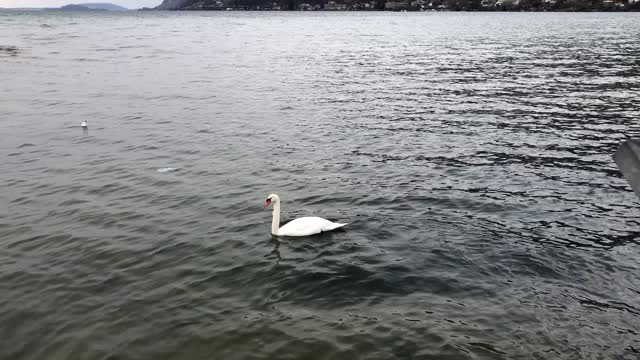 瑞士贝尔湖上的天鹅视频素材