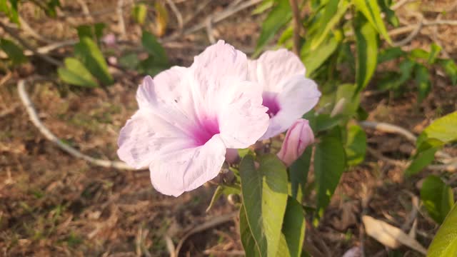 牵牛花(牵牛花)花。视频素材