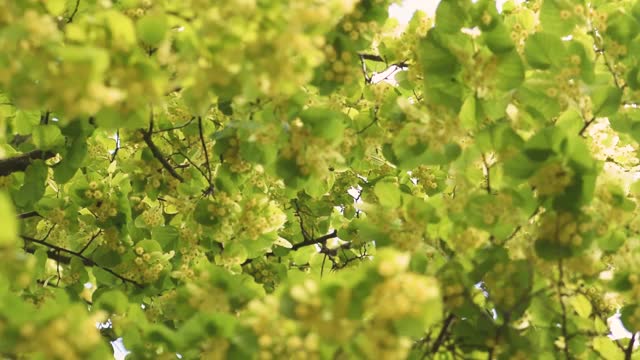 在阳光明媚的夏日，许多蜜蜂从椴树花蜜中采蜜视频素材