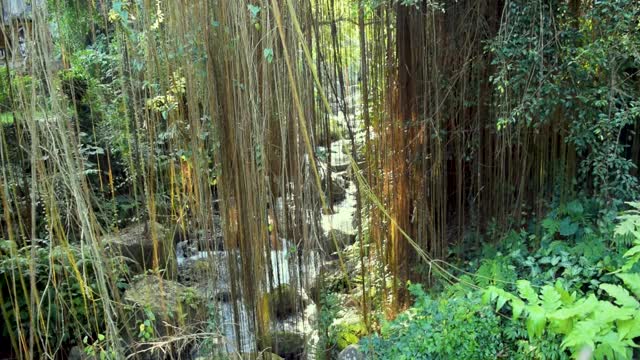 在丛林中放松流动的河流视频素材