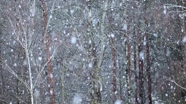 下着大雪花视频素材