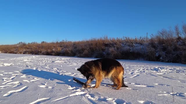 德国牧羊犬在雪地里啃着一根棍子。视频素材