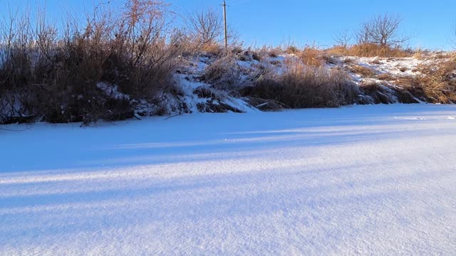 在雪中奔跑的德国牧羊犬视频素材