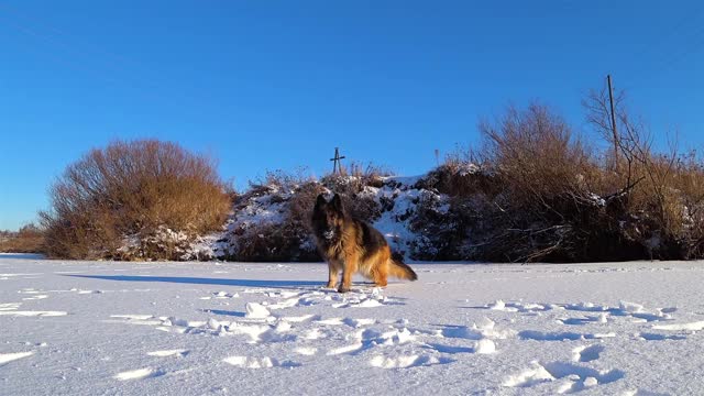 德国牧羊犬在雪地里又跳又跑视频素材