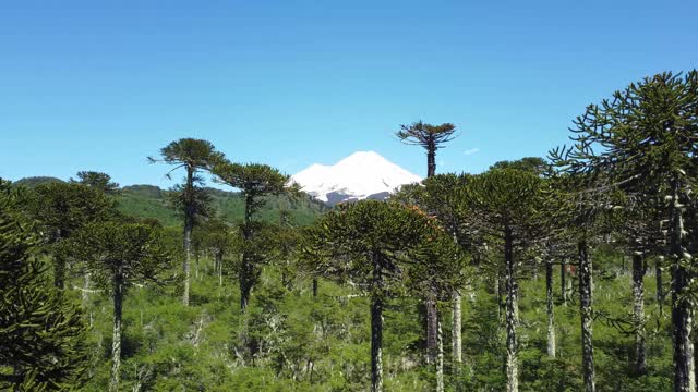 孔吉里奥国家公园亚莱马火山脚下的南洋杉森林视频素材