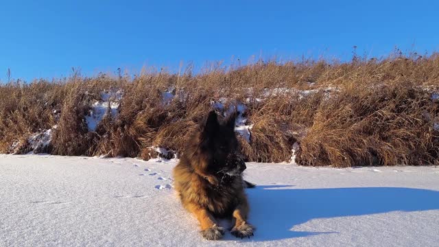 一条德国牧羊犬躺在雪地里视频素材