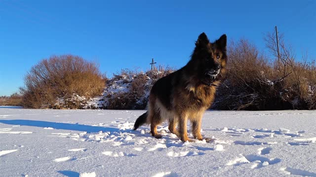 在雪中奔跑的德国牧羊犬。视频素材