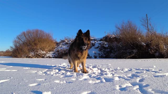 德国牧羊犬站在雪地里。视频素材