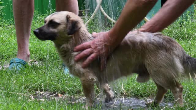 狗狗在室外花园水管喷出的模糊水滴下洗澡视频素材