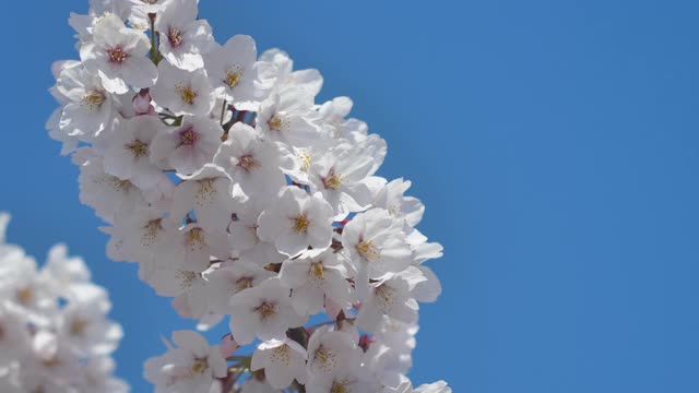 春天的樱花，蓝天为背景视频素材