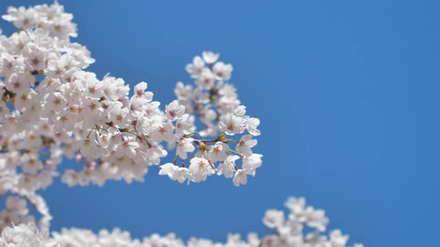 春天的樱花，蓝天为背景视频素材