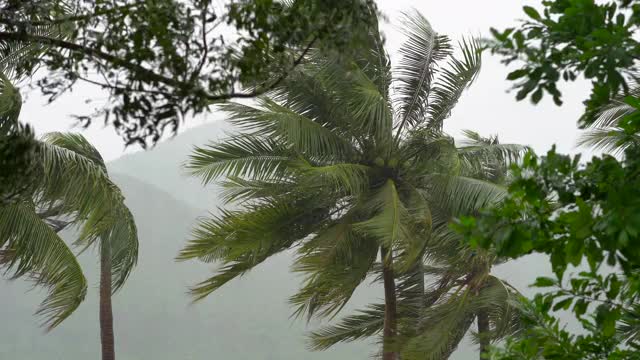 树和棕榈树在大雨和强风下。热带风暴的概念。包含自然声音视频素材