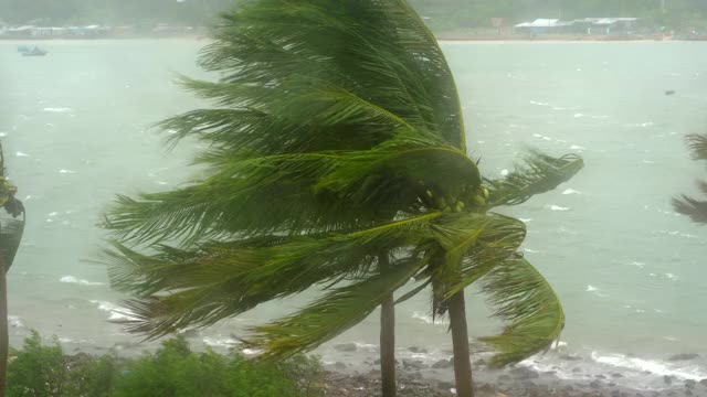 树和棕榈树在大雨和强风下。从被雨淋透的窗户射了出去。热带风暴的概念。包含自然声音视频素材