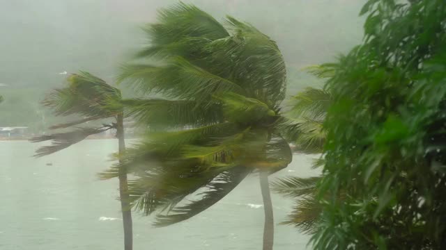 树和棕榈树在大雨和强风下。从被雨淋透的窗户射了出去。热带风暴的概念。包含自然声音视频素材