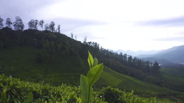 绿茶芽和新鲜的叶子。泰米尔纳德邦乌蒂茶园视频下载