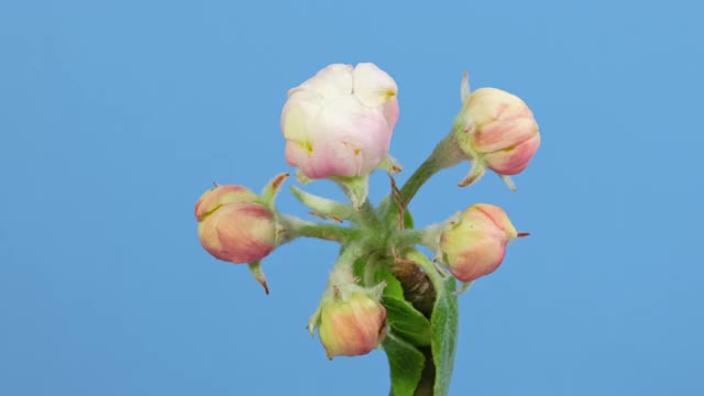 微距时间流逝，苹果树花开放在蓝色的背景视频下载