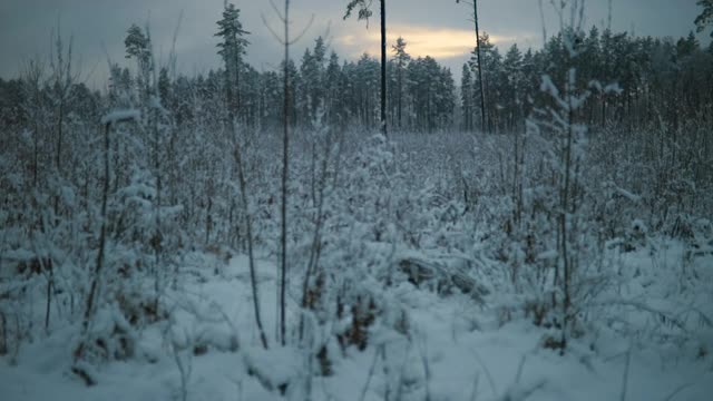 寒冷的日落与冷杉和松树林的背景冬日雪地的镜头视频素材