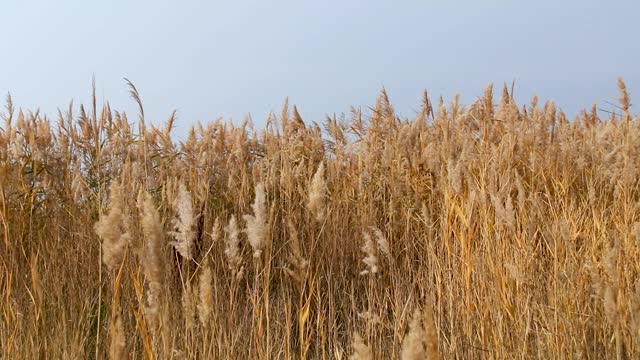 枯黄的芦苇在蓝天的映衬下摇曳。秋季沼泽芦苇视频素材