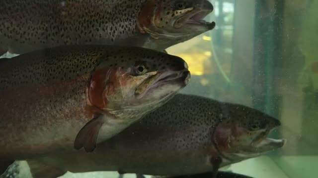 新鲜的海鲜,鱼。市场水族馆里的鱼。超市里的新鲜鱼。4 k视频素材