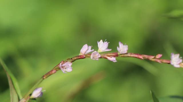 越南香菜视频素材