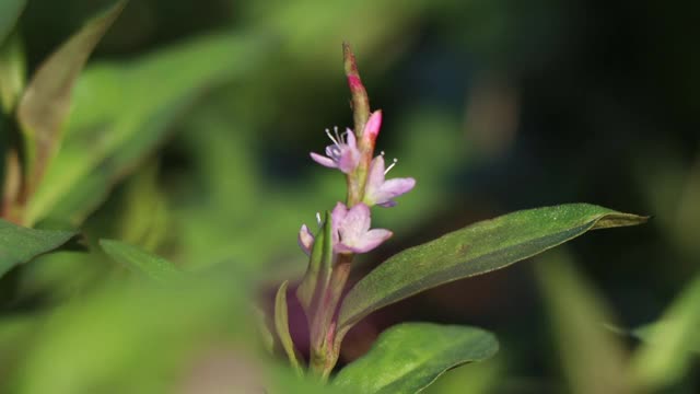 越南香菜视频素材