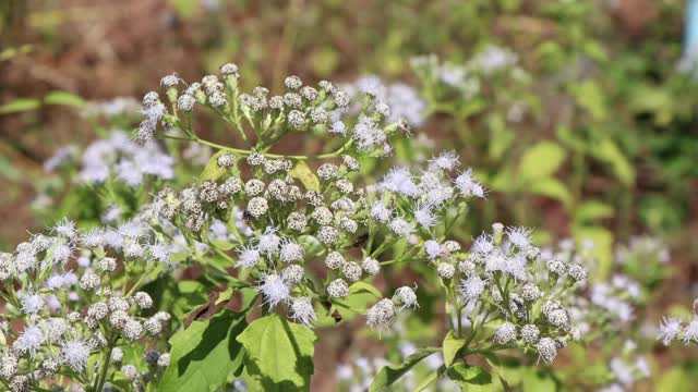 Chromolaena odorata花视频素材