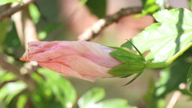 扶桑花视频素材