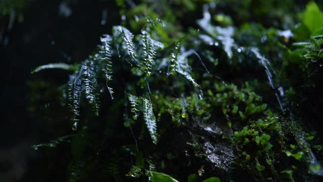 雨视频素材