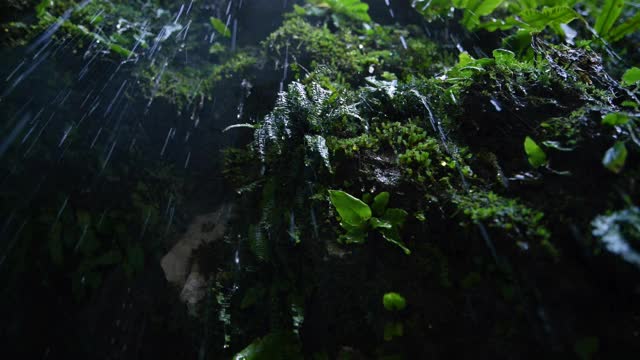 雨视频素材