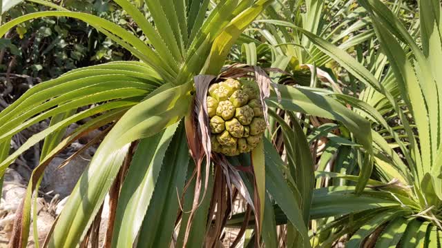 野生植物和树木视频下载