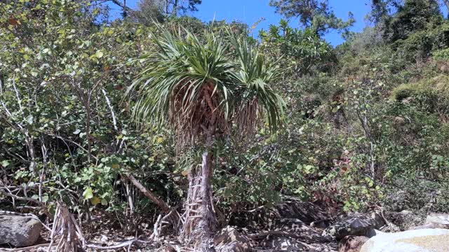 野生植物和树木视频下载