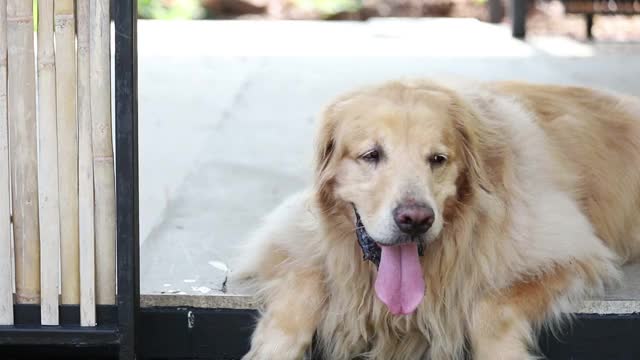 金毛猎犬视频素材