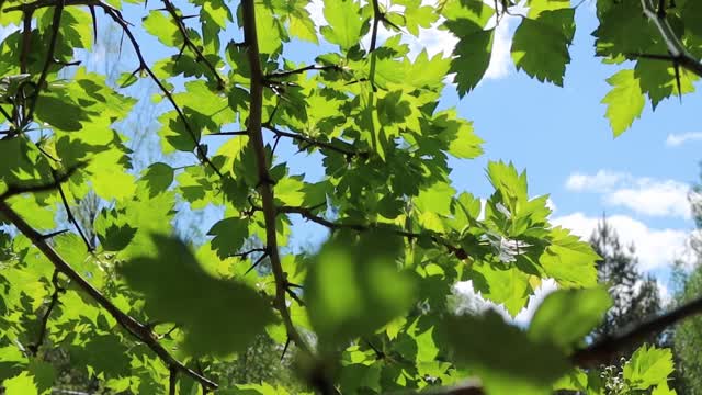 在夏天春天阳光明媚的日子里，树上的新鲜嫩叶，阳光穿过树叶。视频素材