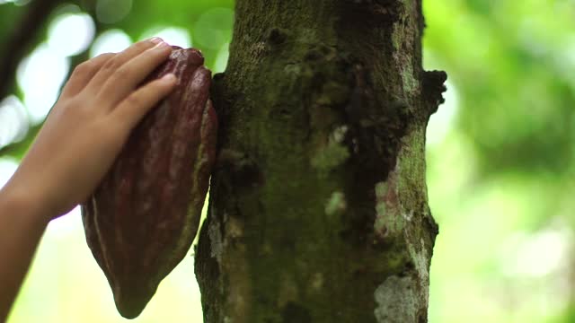 树上的巧克力水果视频素材