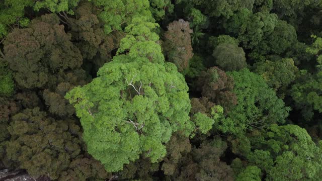 亚热带森林冠层鸟瞰图视频素材