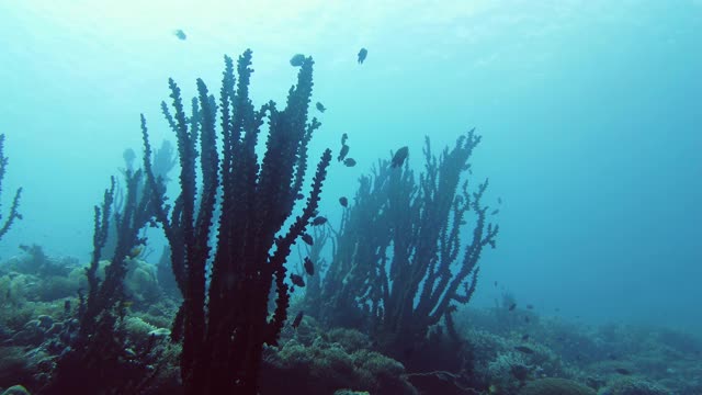 珊瑚礁的水下世界。莱特岛、菲律宾视频下载