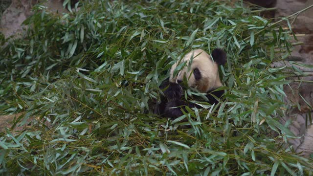 一只可爱的熊猫坐在竹枝间吃东西视频下载