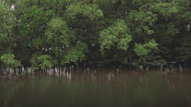 从船沿河运动的湖近岸红树林景观和根在红树林自然森林，生物多样性的海洋和动物家园的环境视频素材